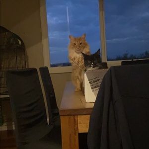 Meet your Posher, Alanah